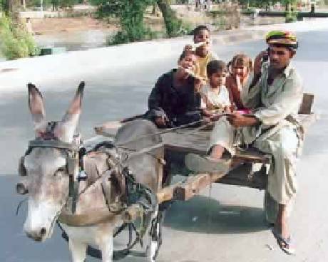 Donkey Cart Driver on his Cell Mobile Phone
