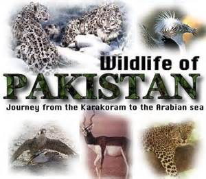Website: Wildlife of Pakistan | ALL THINGS PAKISTAN : ALL THINGS PAKISTAN